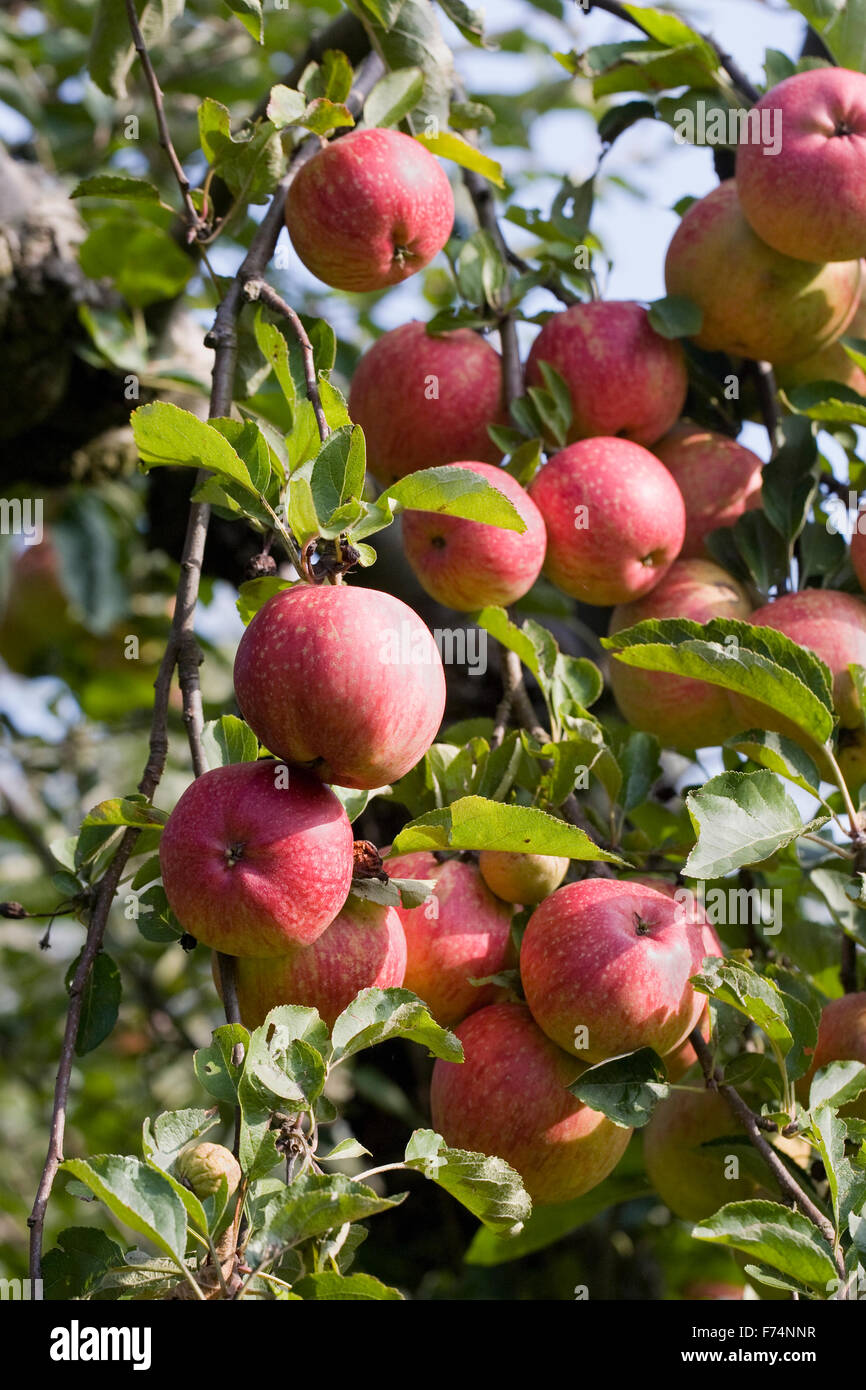 Apple 'Cornish aromatische' wächst in einem englischen Obstgarten. Stockfoto
