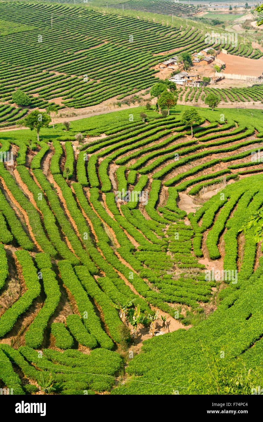Erstaunliche Tee-Plantage in der Puer-Region im südlichen China, Provinz Yunnan. Stockfoto