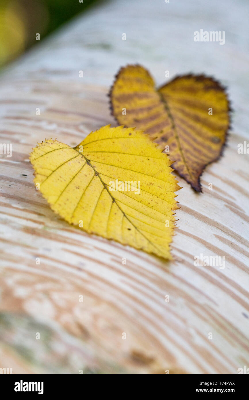 Betula Ermanii verlässt platziert auf einem Ast. Stockfoto