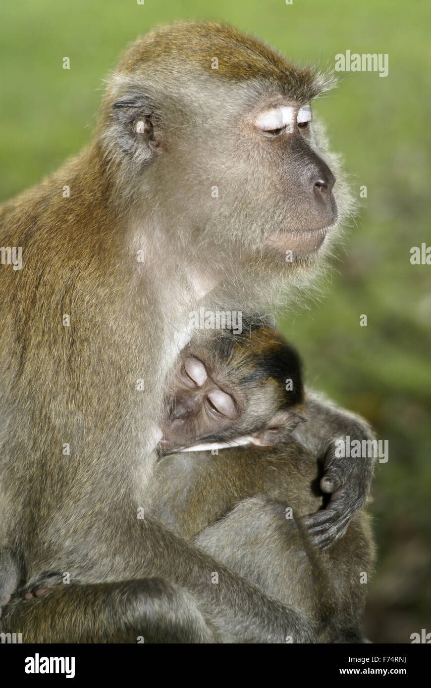 Baby-Makaken-Affen mit Mutter Stockfoto