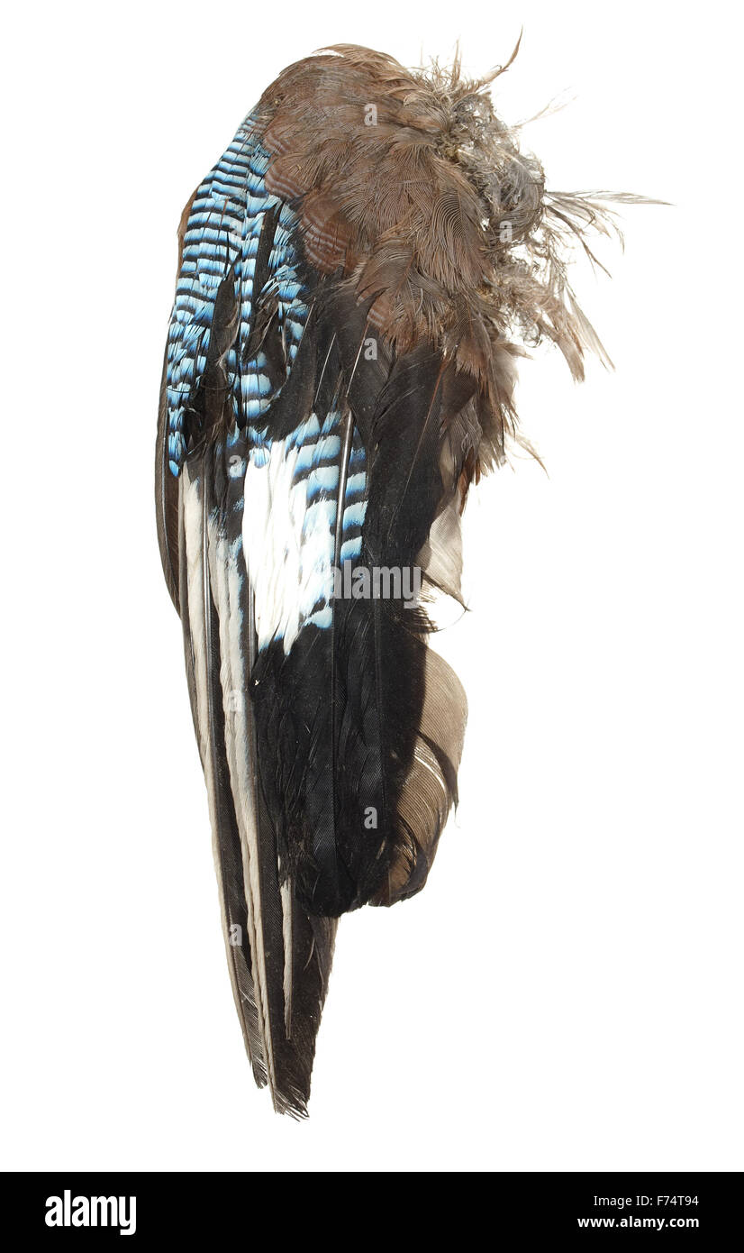 schöne große Vogel Flügel isoliert auf weißem Hintergrund Stockfoto