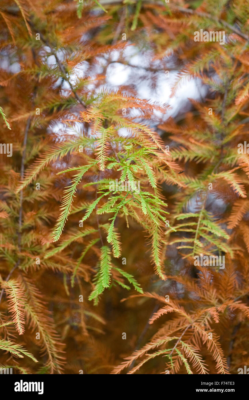 Taxodium Distichum. Kahle Zypresse Baum im Herbst. Stockfoto