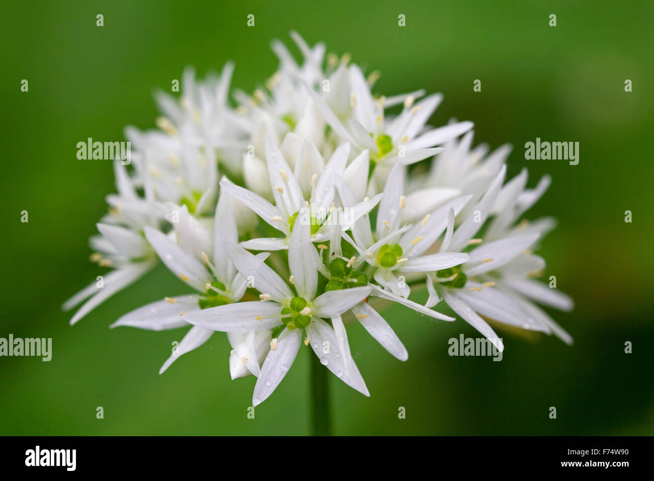 Nahaufnahme von Holz Knoblauch / Bärlauch / wilder Knoblauch (Allium Ursinum) in Blüte Stockfoto
