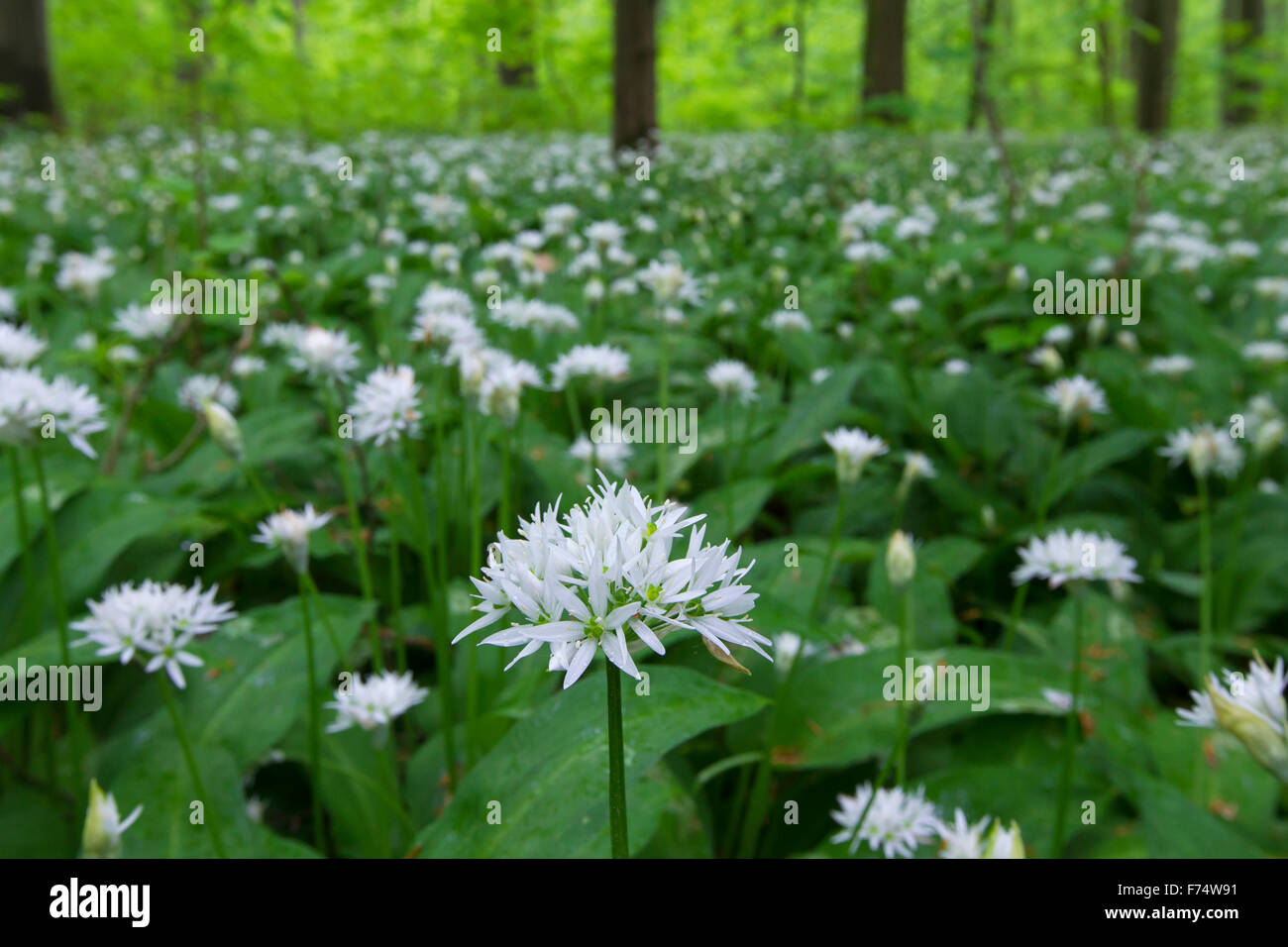 Holz-Knoblauch / Bärlauch / Bärlauch (Allium Ursinum) blühen im Frühjahr in Buchenwald Stockfoto