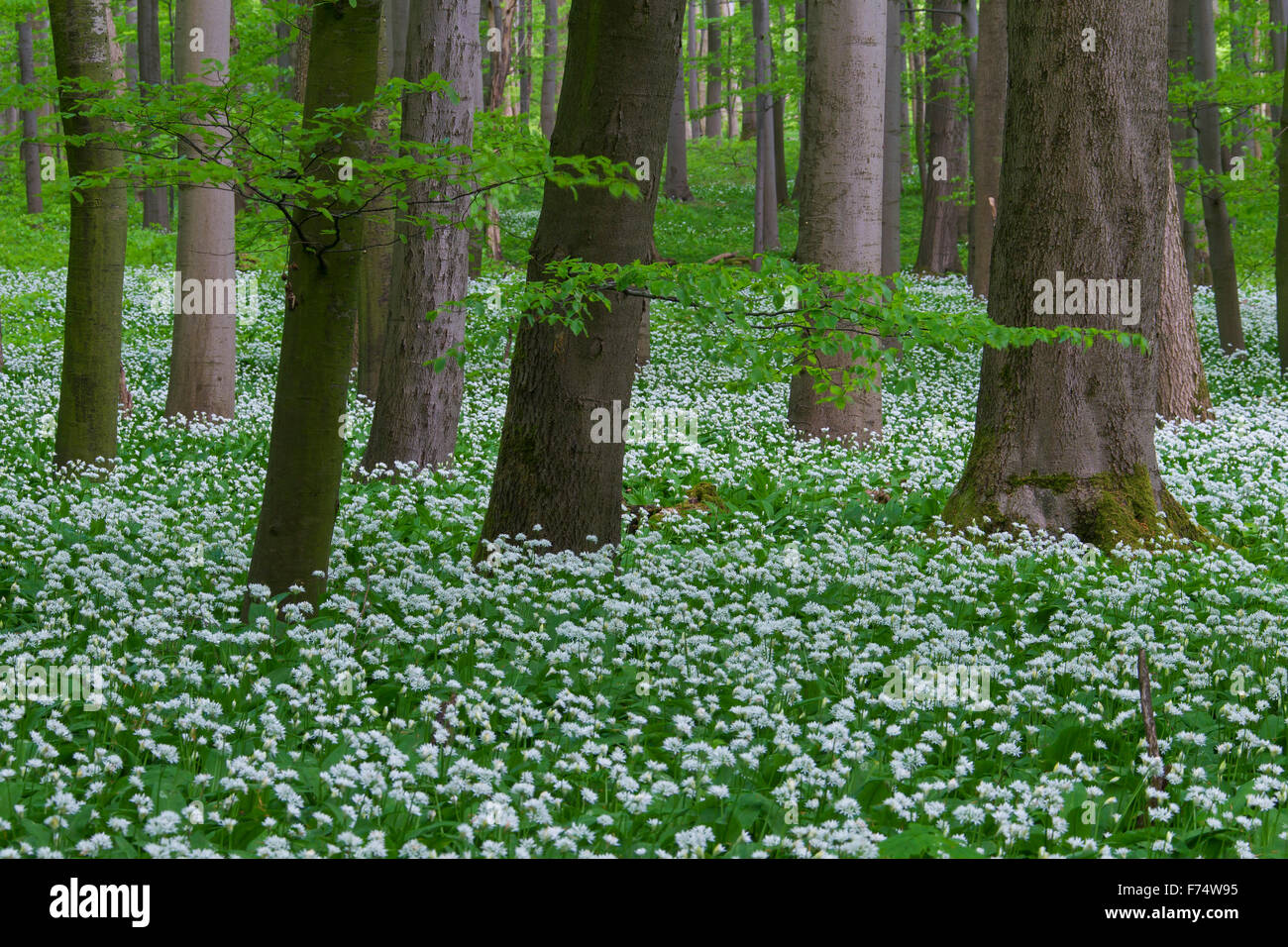Holz-Knoblauch / Bärlauch / Bärlauch (Allium Ursinum) Blüte in Buchenwald im Frühjahr, Nationalpark Hainich, Deutschland Stockfoto