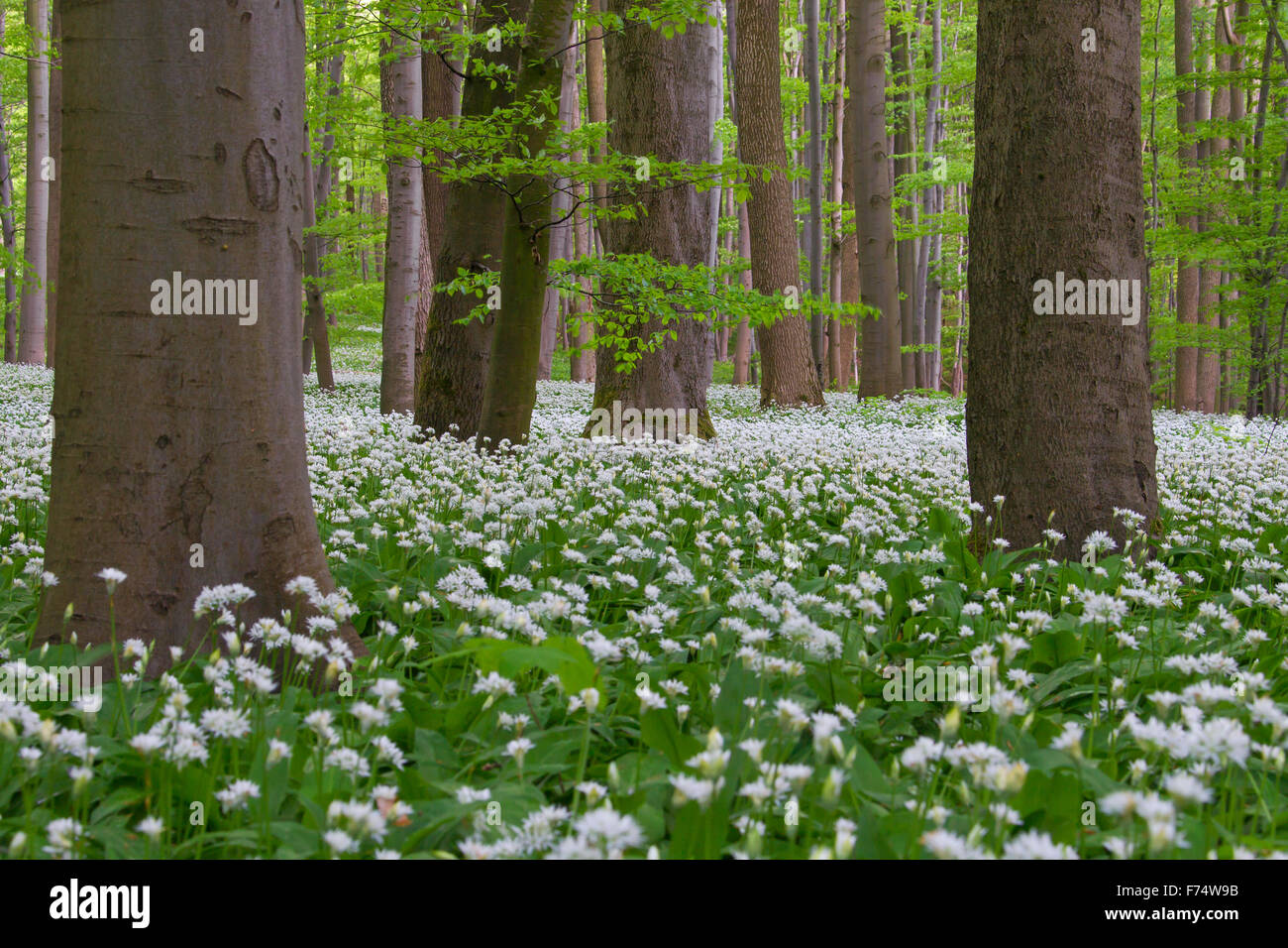 Holz-Knoblauch / Bärlauch / Bärlauch (Allium Ursinum) Blüte in Buchenwald im Frühjahr, Nationalpark Hainich, Thüringen Stockfoto