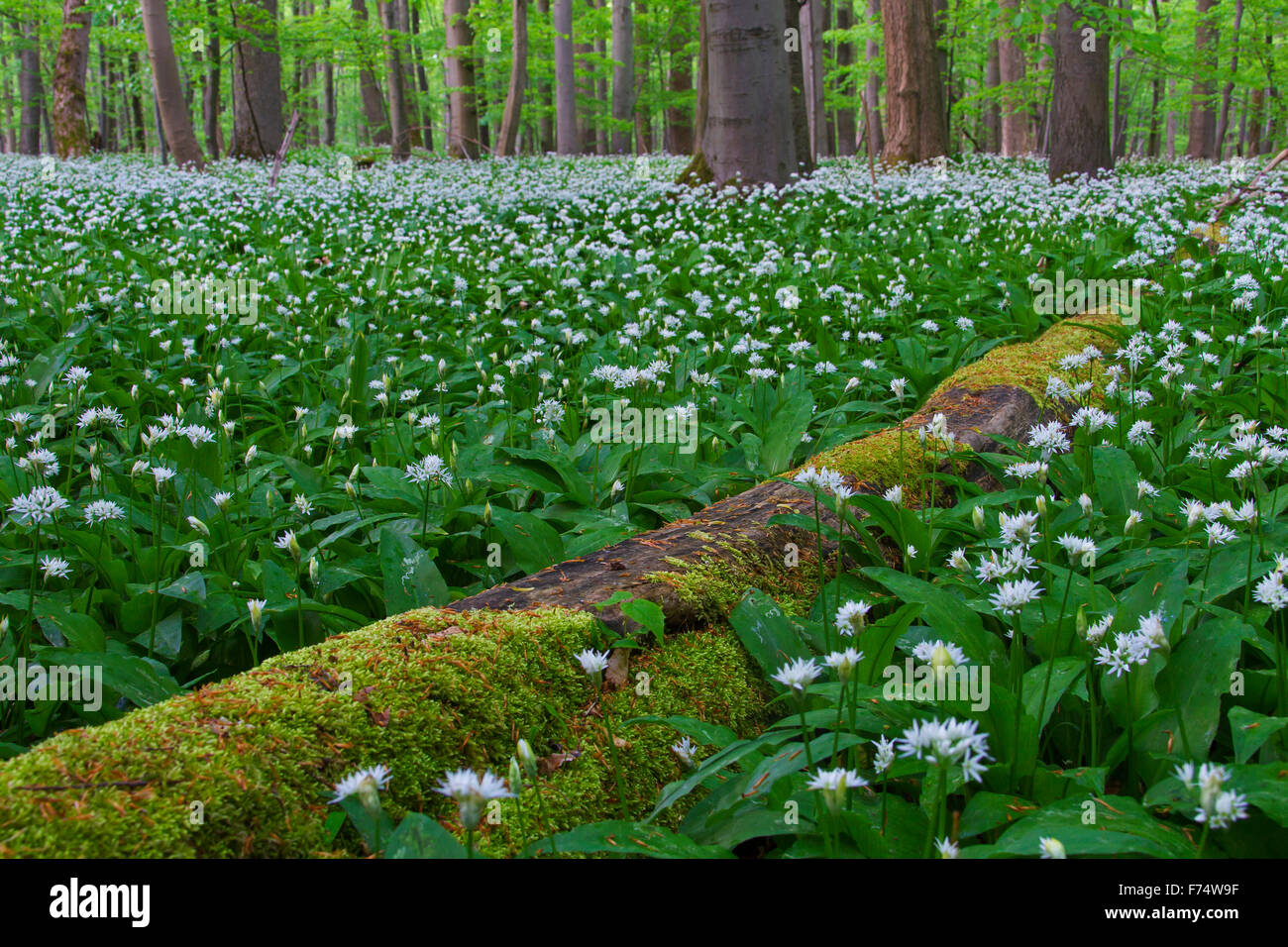 Moos bedeckt, umgestürzten Baumstamm und Holz Knoblauch / Bärlauch / Bärlauch (Allium Ursinum) blühen im Frühjahr in Buchenwald Stockfoto