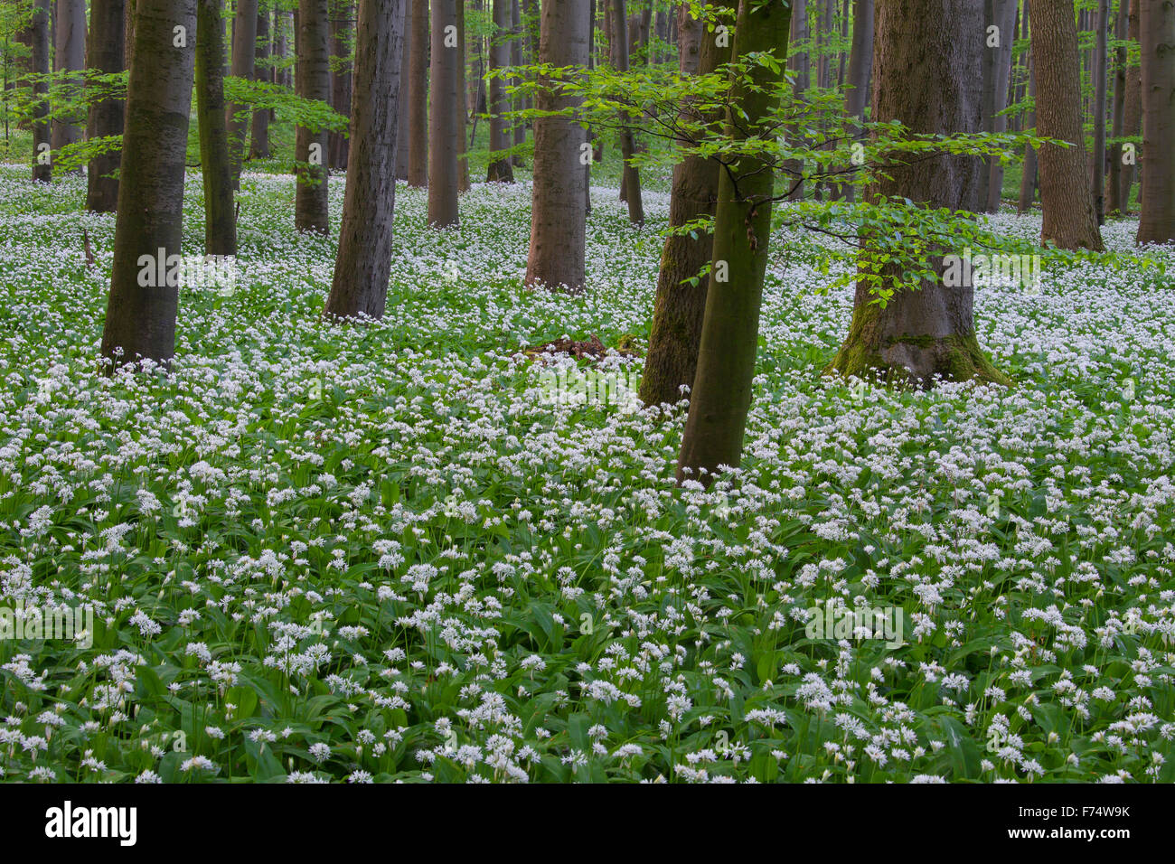 Holz-Knoblauch / Bärlauch (Allium Ursinum) blüht in Buchenwald im Frühjahr, NP Hainich, Thüringen / Thüringen, Deutschland Stockfoto
