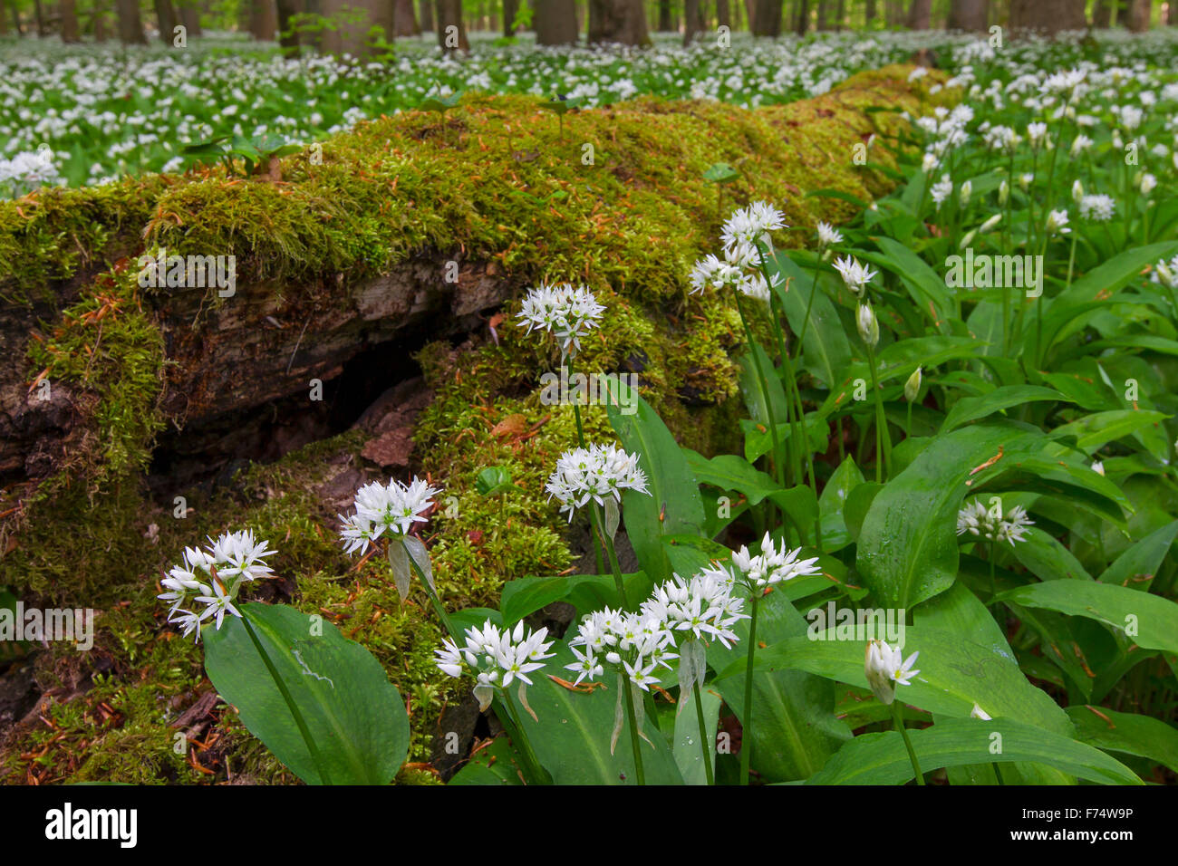 Faule Moos bedeckt, umgestürzten Baumstamm und Holz Knoblauch / Bärlauch / Bärlauch (Allium Ursinum) blühen im Frühjahr in Buchenwald Stockfoto