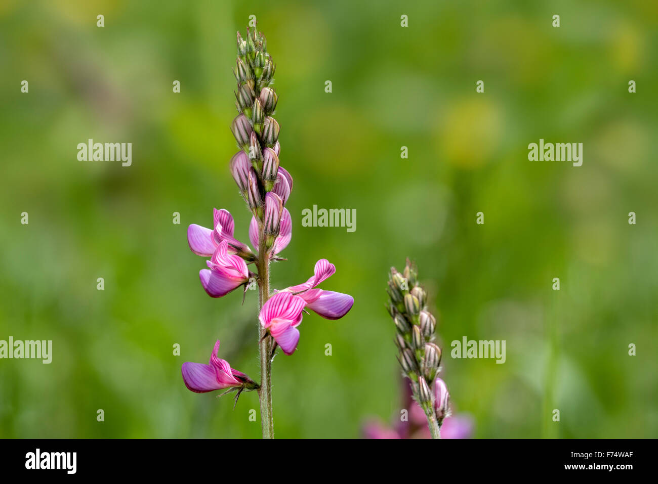 Gemeinsamen Esparsette (Onobrychis Viciifolia / Onobrychis Sativa) in Blüte auf Wiese Stockfoto