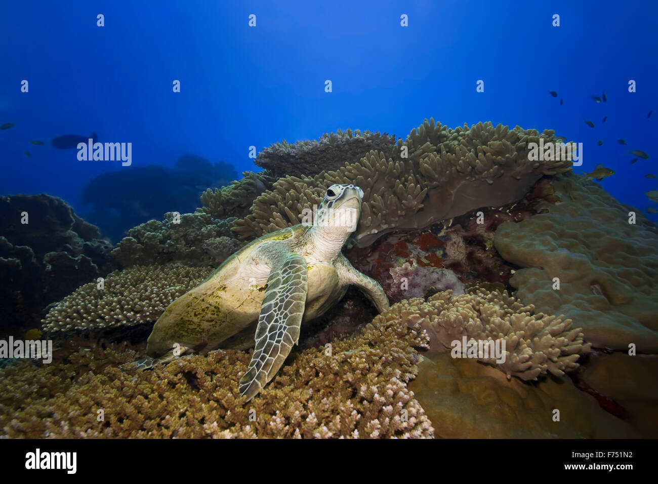 Schildkröte Unterwasser Stockfoto
