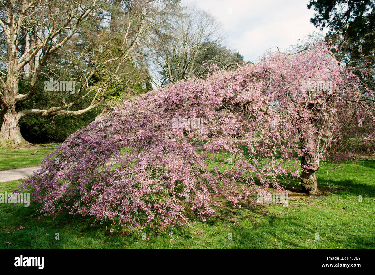 X PRUNUS SUBHIRTELLA PENDEL RUBRA IM WESTONBIRT ARBORETUM Stockfoto