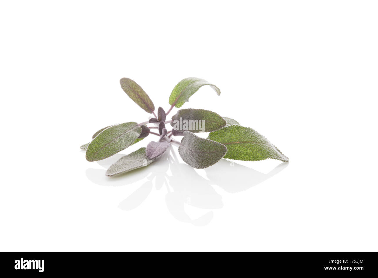 Salbei Pflanze isoliert auf weißem Hintergrund. Küchenkraut, alternative Medizin. Stockfoto
