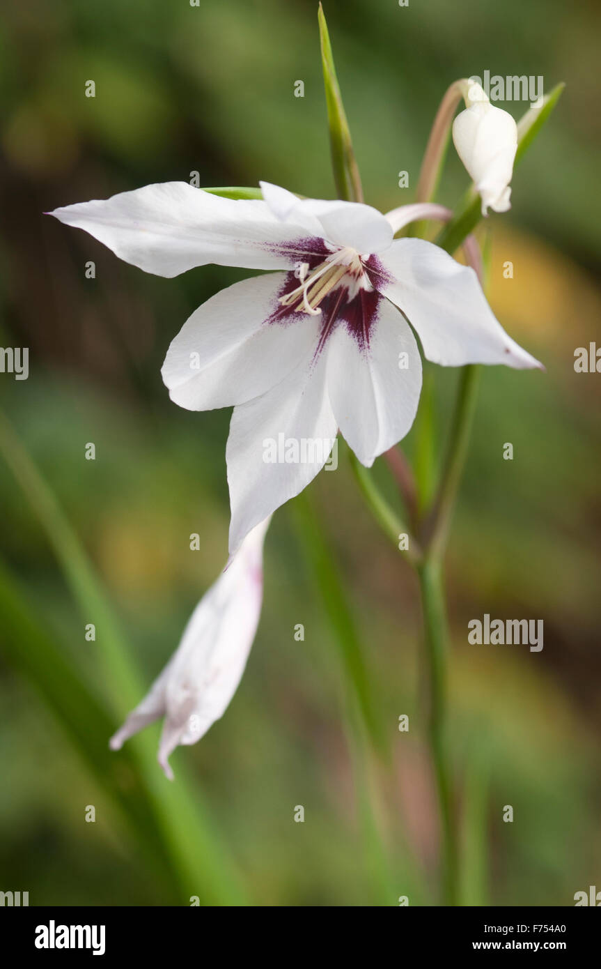 GLADIOLUS CALLIANTHUS ACIDANTHERA MURIELAE Stockfoto