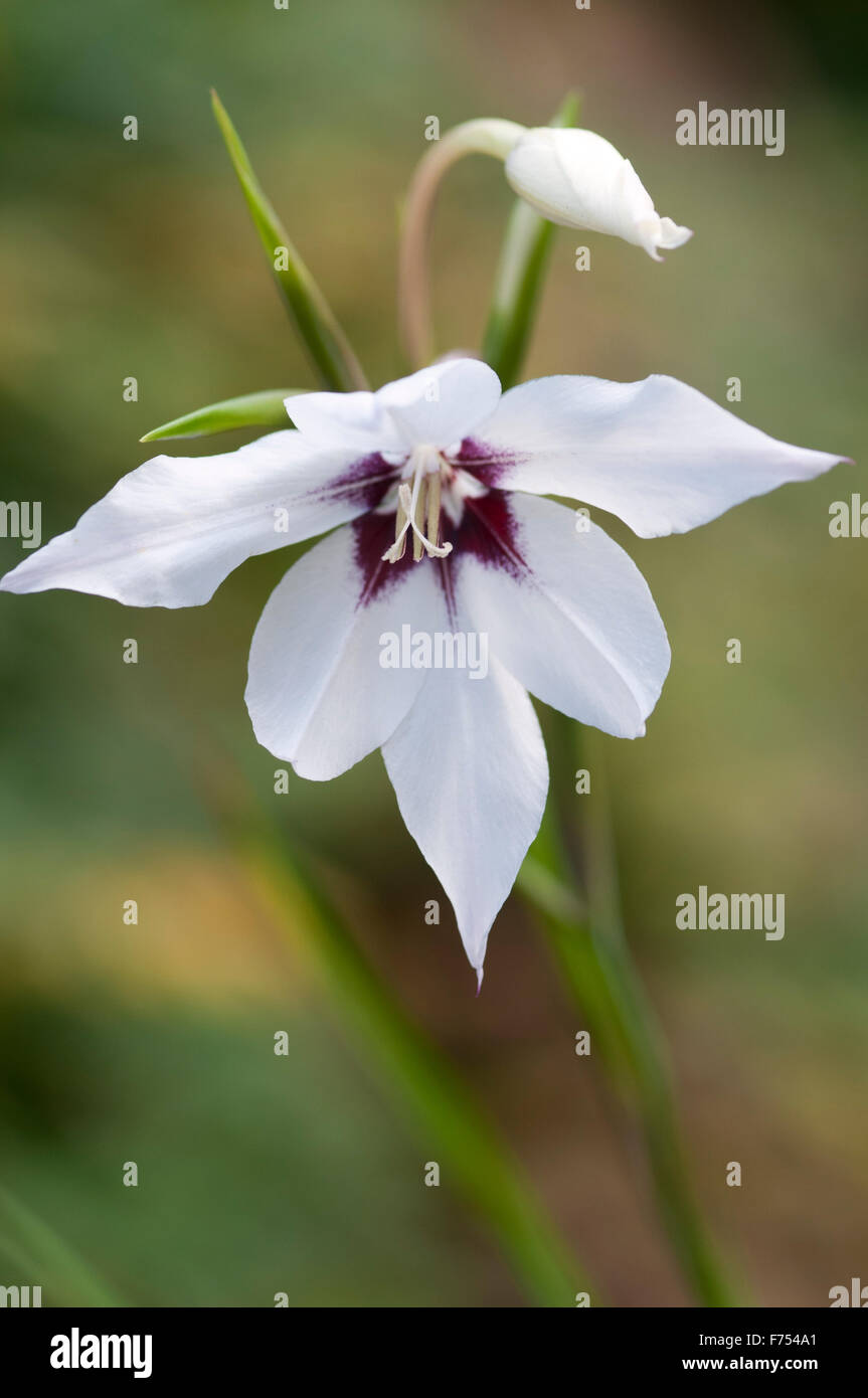 Abessinische gladiolen Fotos und Bildmaterial in hoher Auflösung Alamy