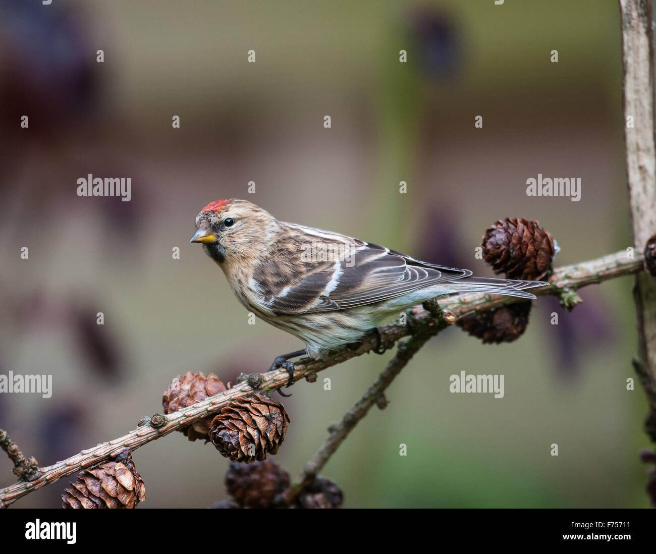 Redpoll in einem Yorkshire-Garten kommen, um die Anleger Stockfoto