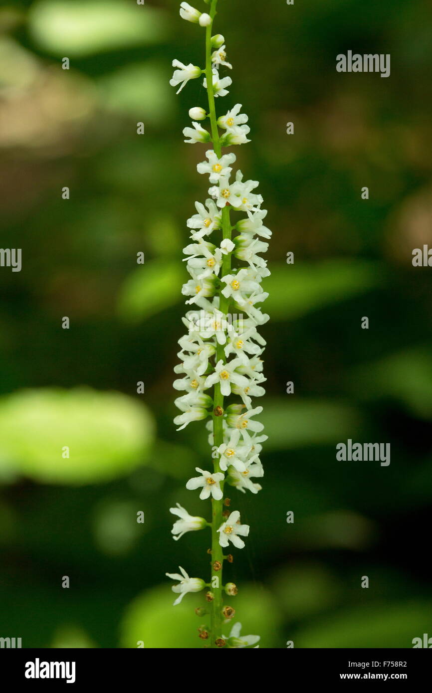 Wandplant, oder Beetleweed, im Wald, im Osten der USA Stockfoto