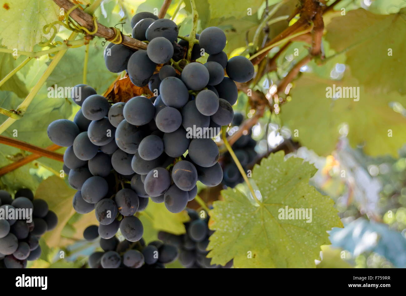 Frische reife schwarze Haufen von Trauben für den Wein, Zavet, Bulgarien Stockfoto