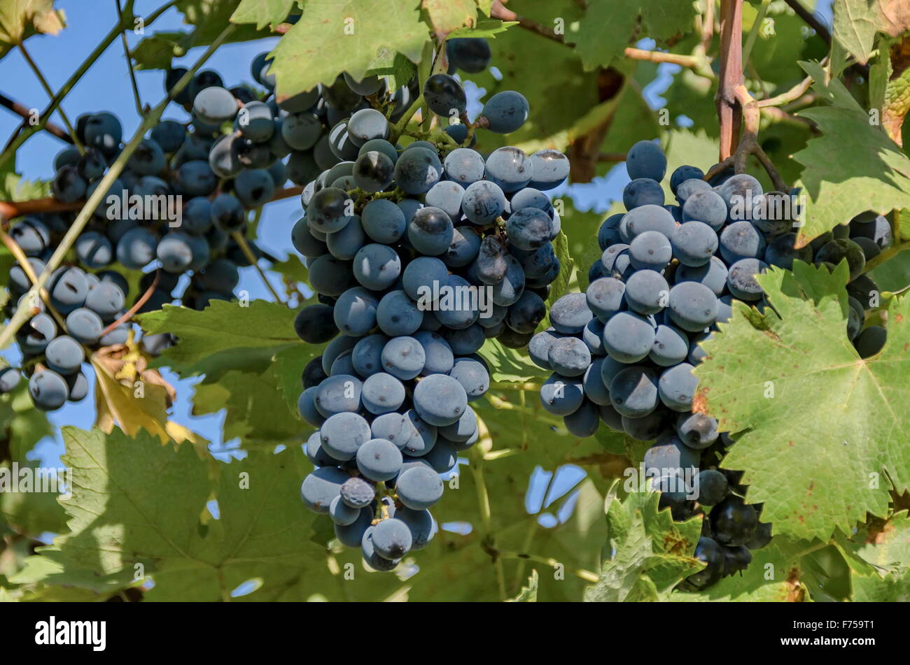 Frische reife schwarze Haufen von Trauben für den Wein, Zavet, Bulgarien Stockfoto