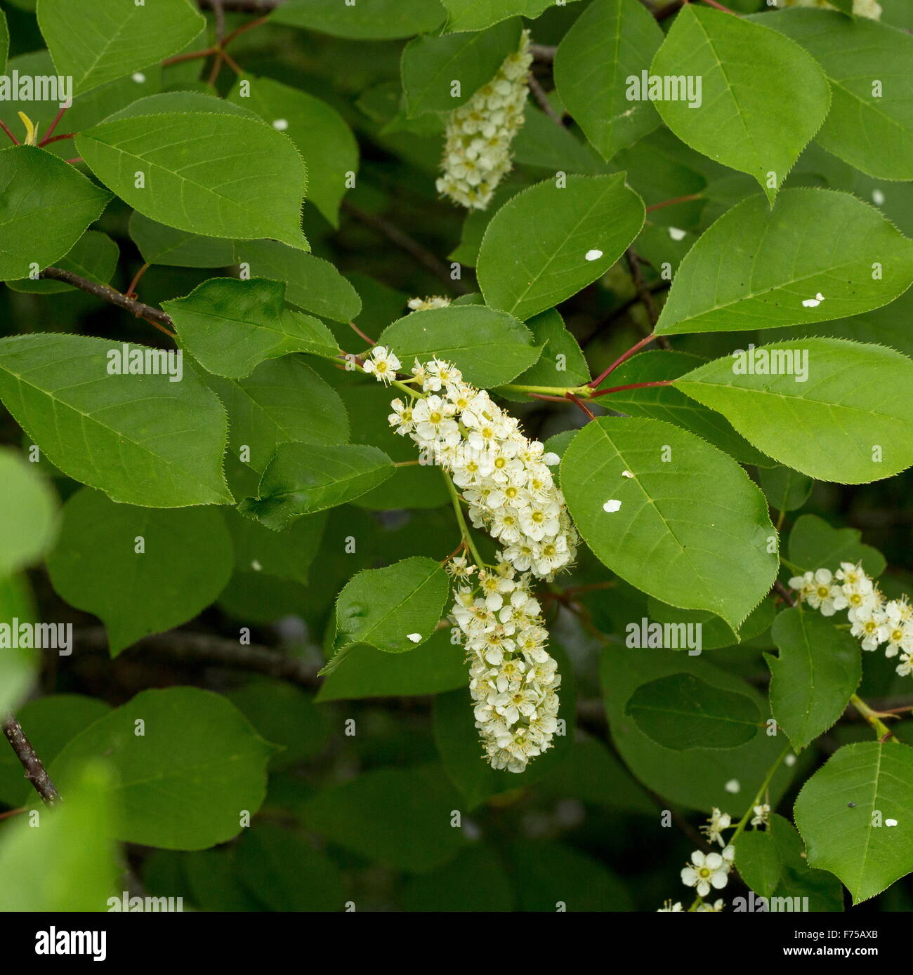 Reitens oder Virginia Vogel Kirsche, Prunus Virginiana in Blüte. Neufundland. Stockfoto