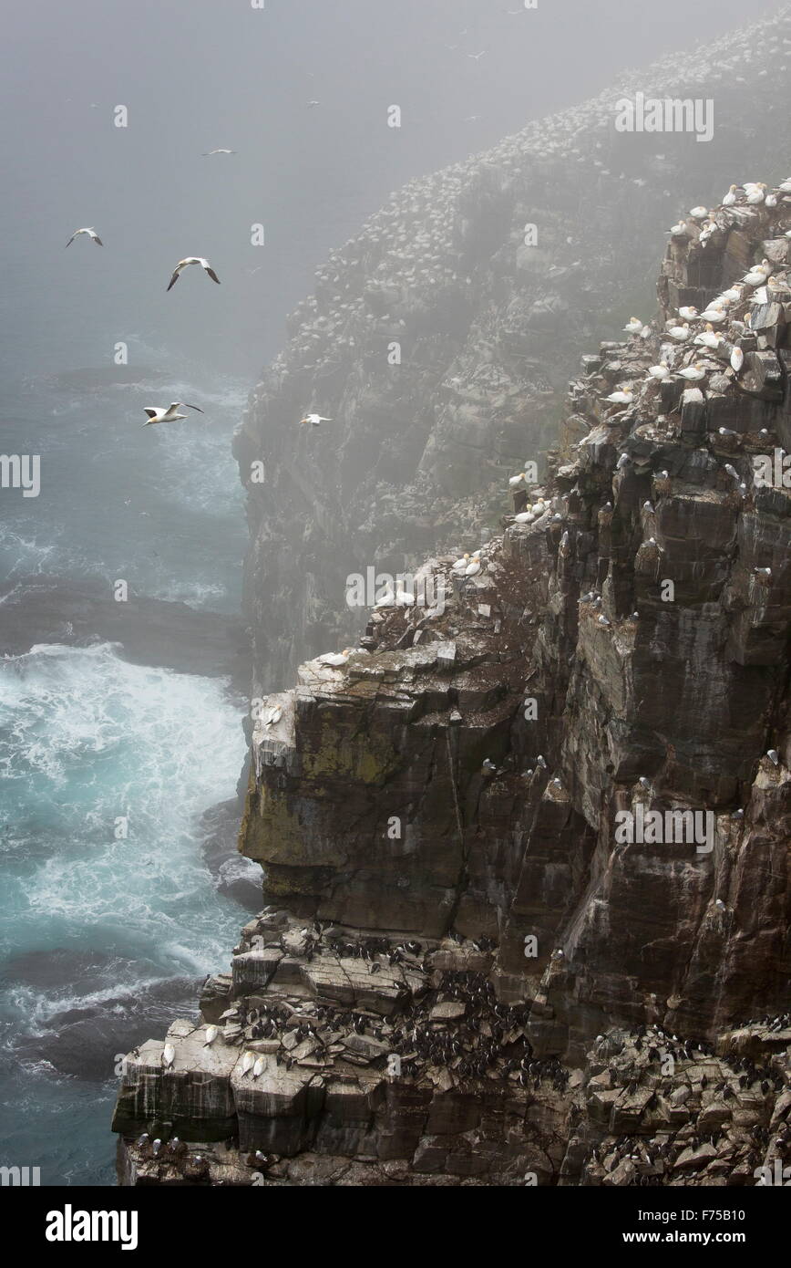 Klippen am Tölpelkolonie am Cape St. Mary Ecological Reserve, Avalon, Neufundland. Stockfoto