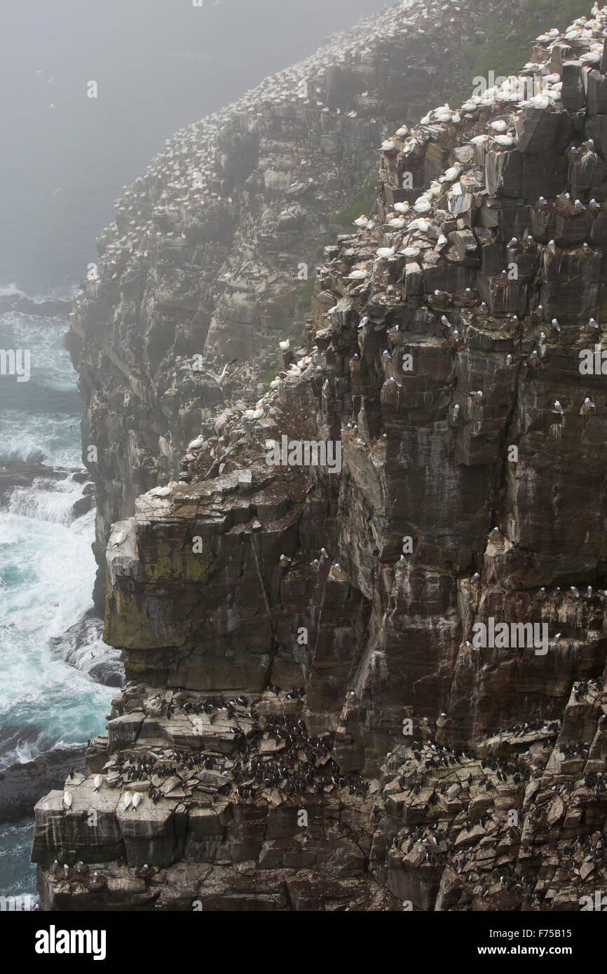 Klippen am Tölpelkolonie am Cape St. Mary Ecological Reserve, Avalon, Neufundland. Stockfoto