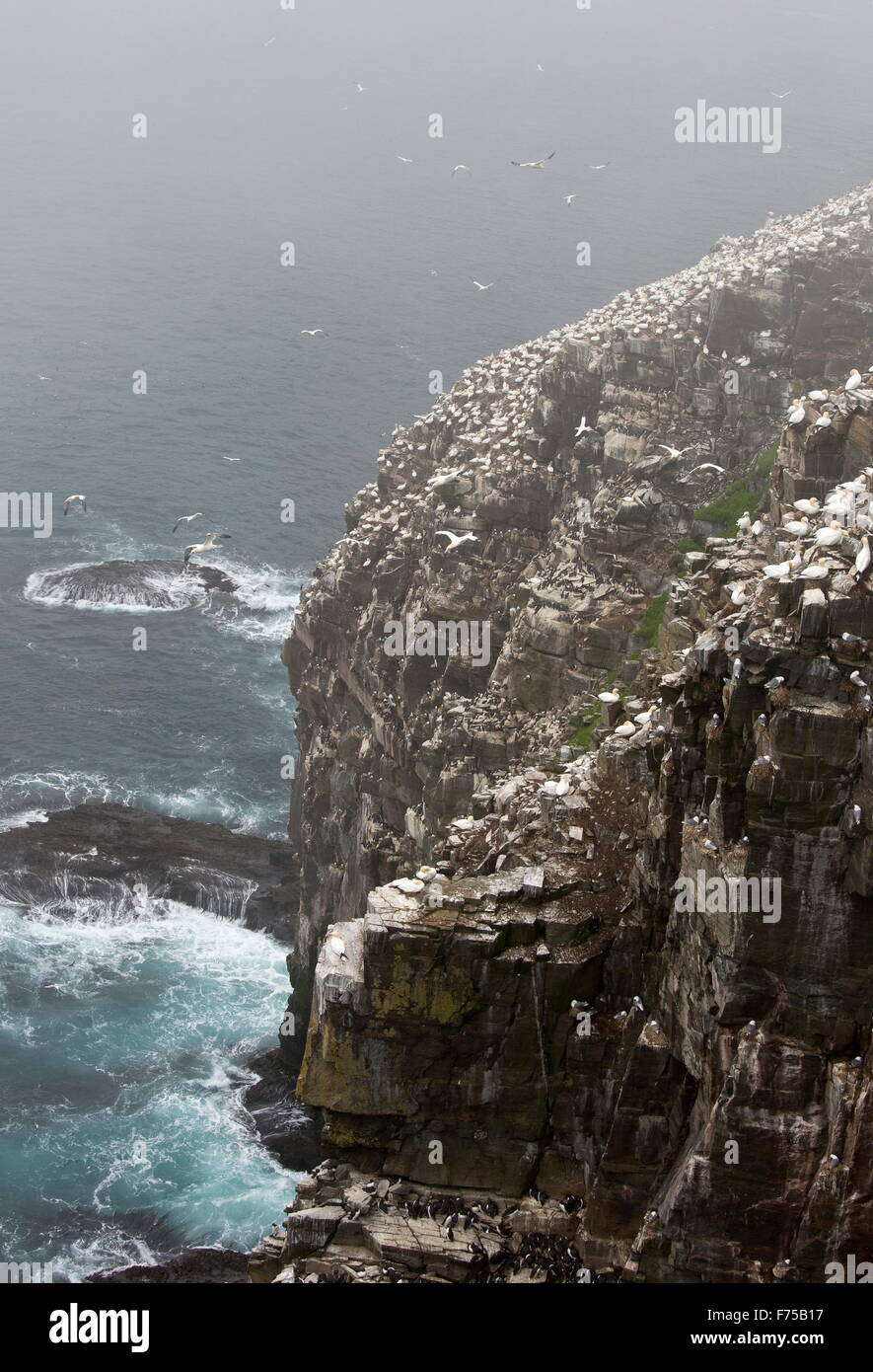 Klippen am Tölpelkolonie am Cape St. Mary Ecological Reserve, Avalon, Neufundland. Stockfoto