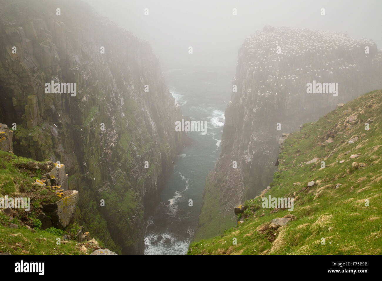 Klippen im Tölpelkolonie am Cape St. Mary es ökologische Reserve Stockfoto