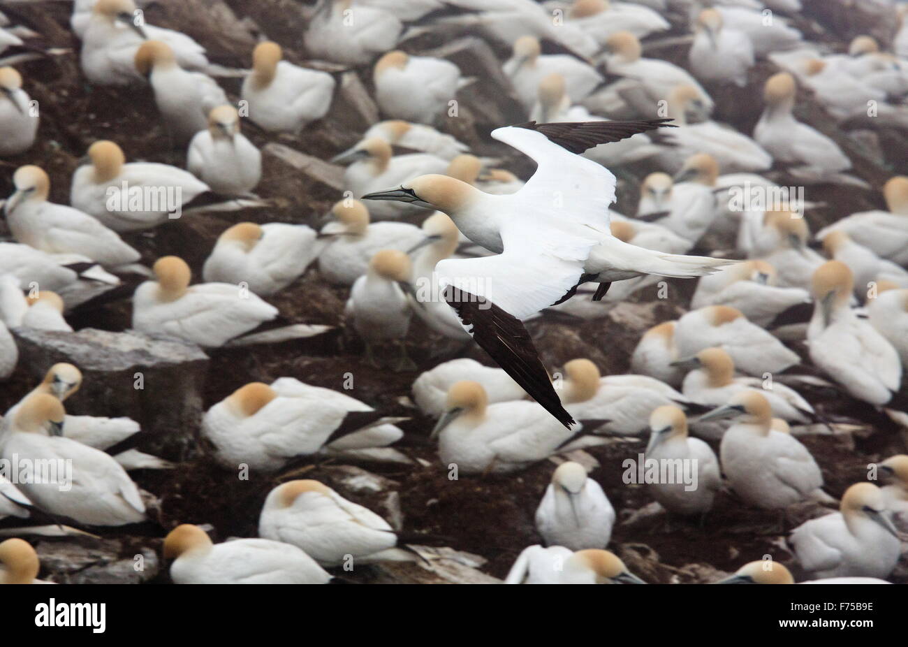 Basstölpel im Flug im Nord Atlantik Tölpelkolonie. Stockfoto