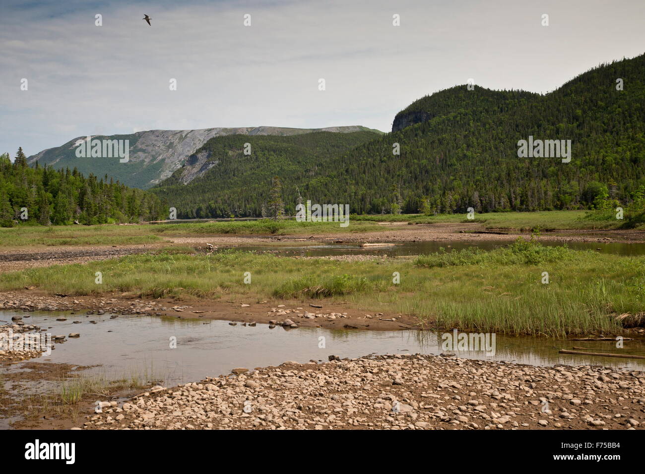 Lomond River Tal, Gros Morne National Park, West Neufundland. Stockfoto
