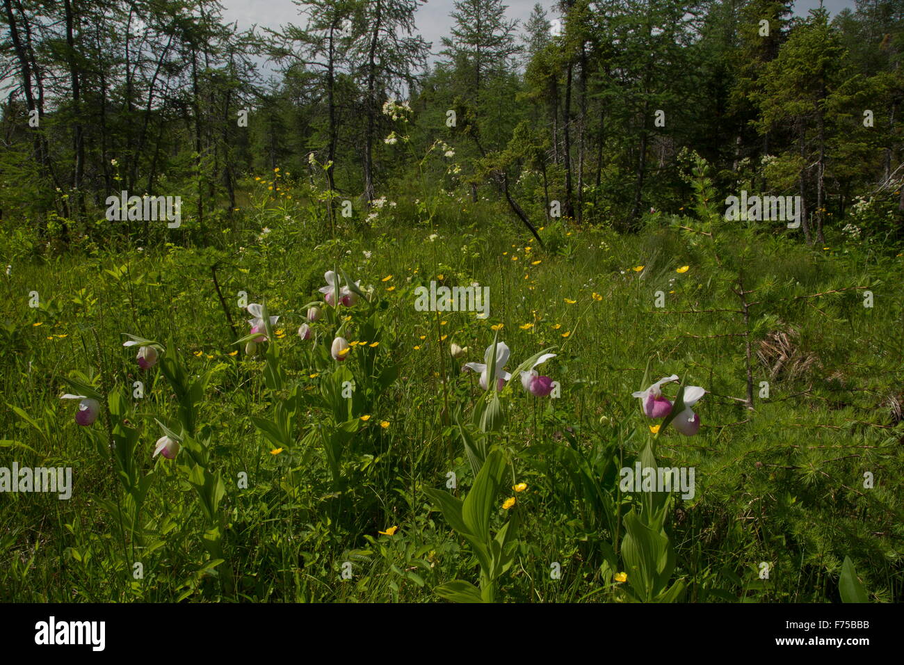 Basis-reiche Sumpf oder Moor, mit auffälligen Lady Slipper im Vordergrund. Lomond River, West Neufundland. Stockfoto