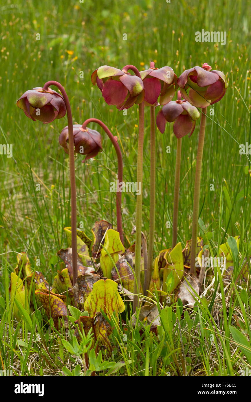 Lila Kannenpflanze, eine insektenfressende Pflanze von Mooren, in Blüte; Neufundland. Stockfoto