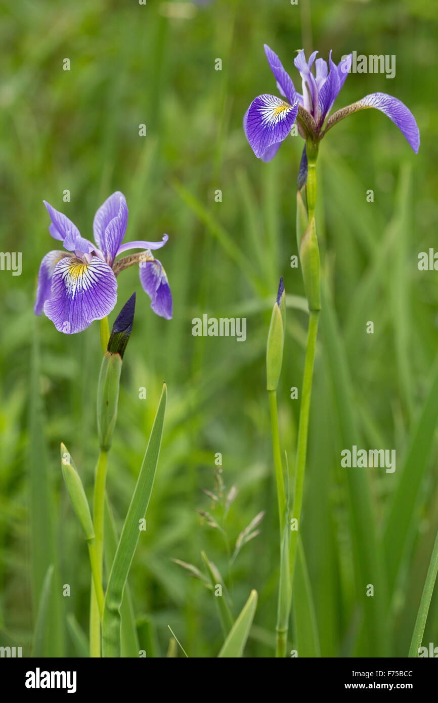 Wilde iris blume Fotos und Bildmaterial in hoher Auflösung Alamy