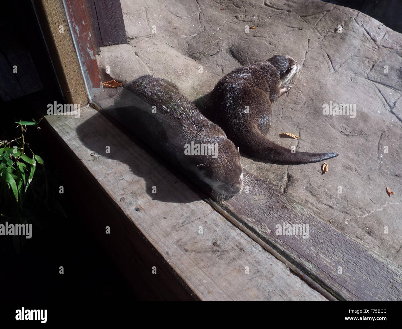 Otter, schlafen Stockfoto