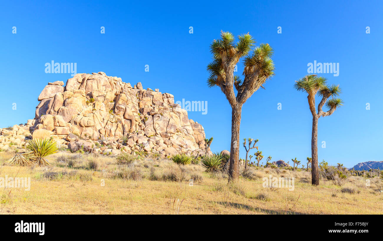 Schöne Landschaft in Joshua Tree Nationalpark, Kalifornien, USA. Stockfoto