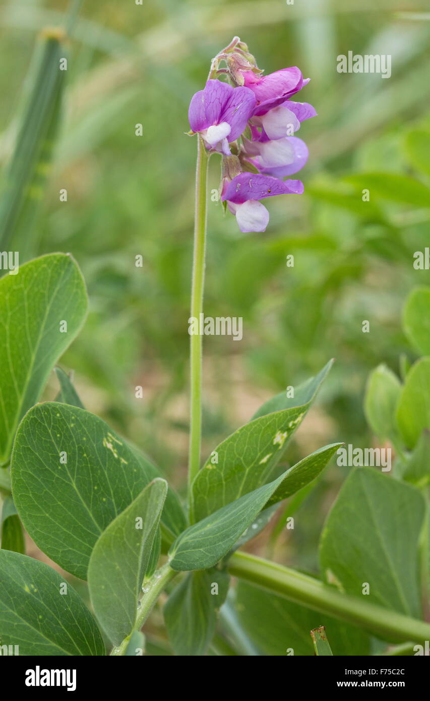 Meer-Erbse oder Strand-Erbse, in Blüte in Küsten Lebensraum. Eine circumboreal Pflanze mit schwimmenden Samen. Stockfoto