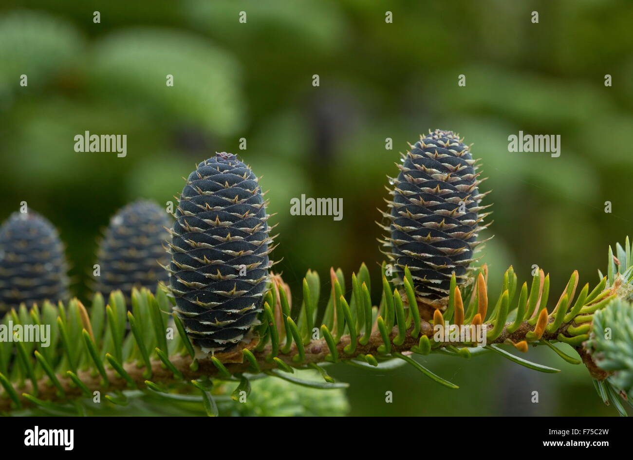 Weibliche Zapfen von Balsam-Tanne, Neufundland Stockfoto