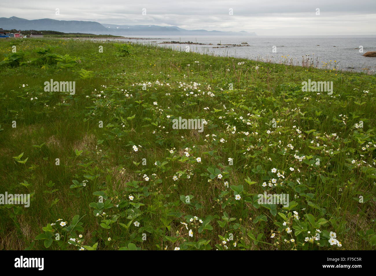 Nördlichen Walderdbeeren in Küsten Grünland Shoal Cove, West Neufundland. Stockfoto