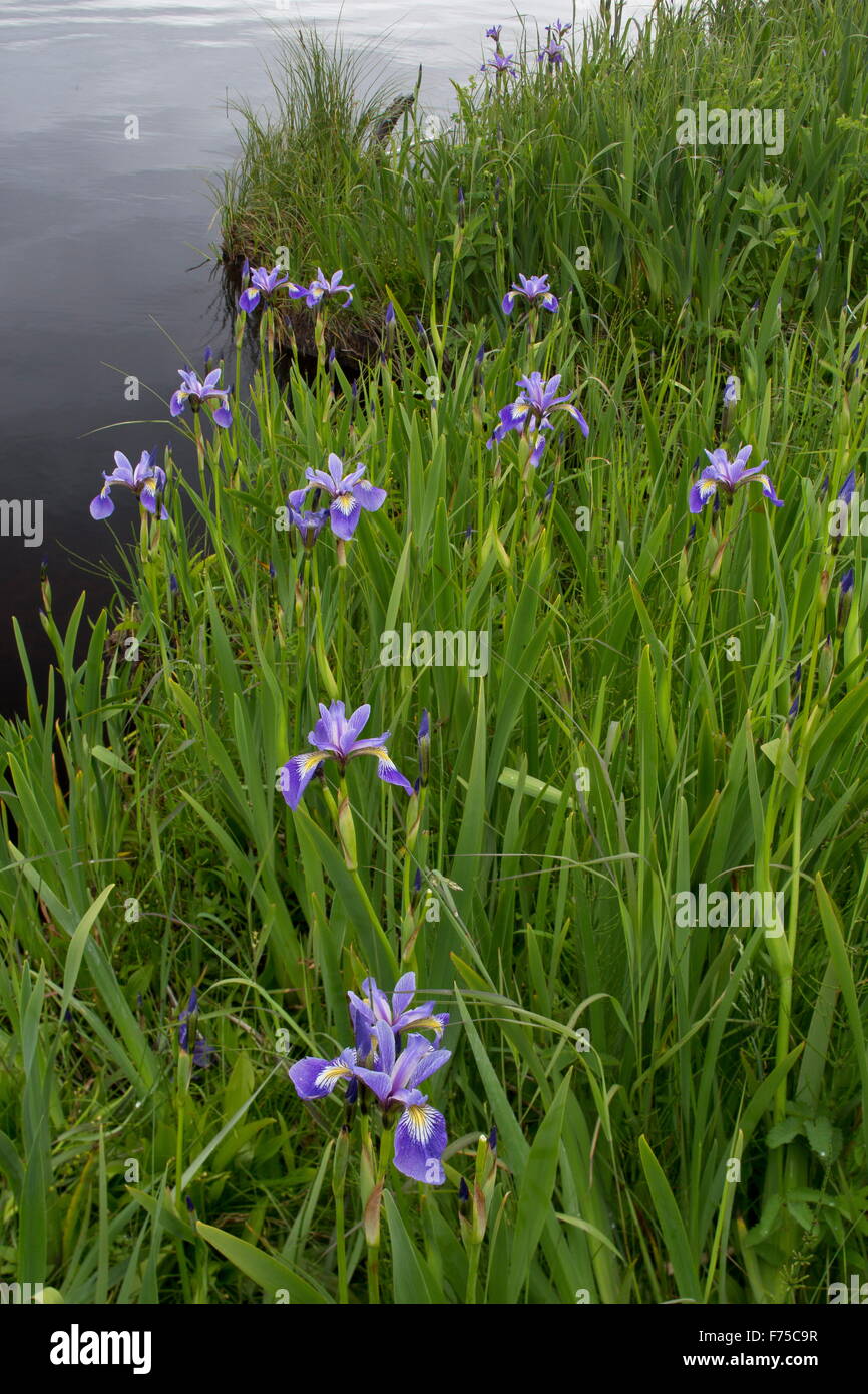 Wild Iris oder blaue Flagge um Jerrys Teich, Western Brook West Neufundland. Stockfoto