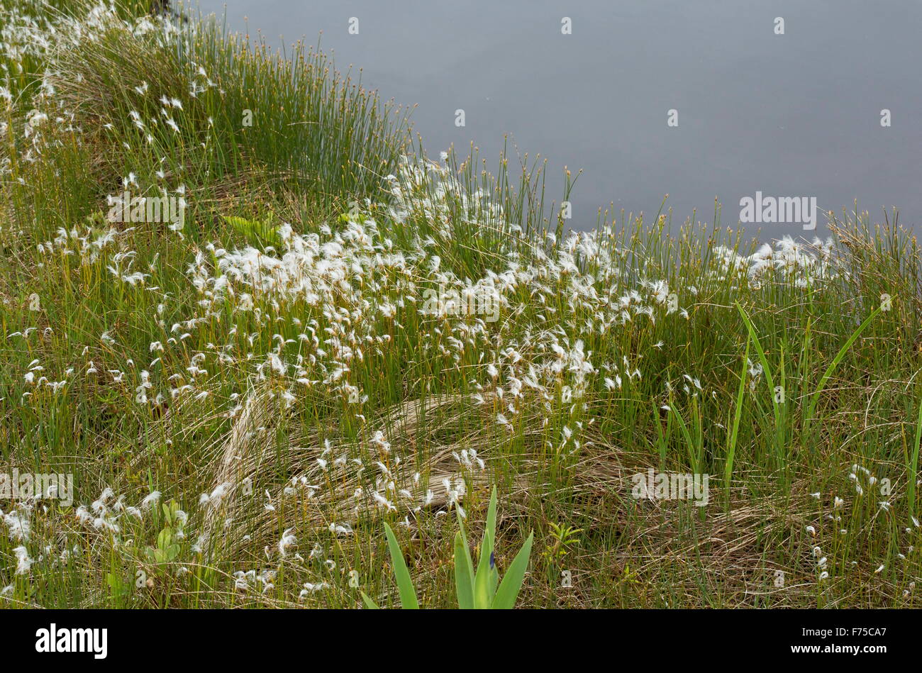 Hudsons Bay Rohrkolben, Scirpus Hudsonianus in Obst Moor Pool, Neufundland Stockfoto