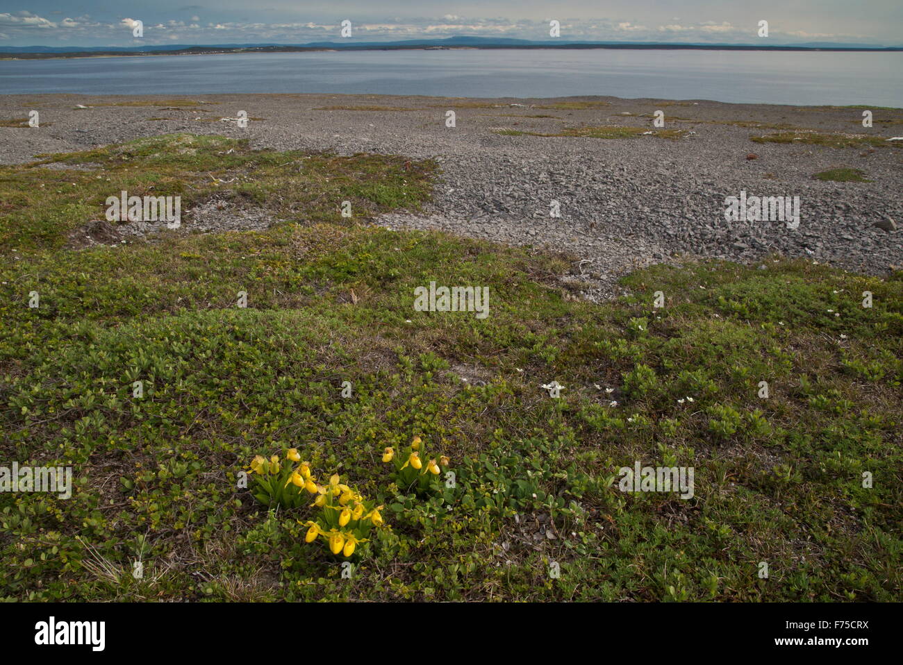 Gelbe Frauenschuh, Cypripedium Parviflorum Var Pubescens in Blüte auf Kalkstein Brachland, Neufundland Stockfoto