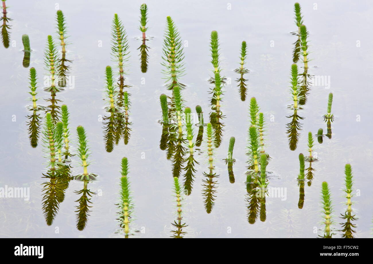 Stutenmilch-Tail in seichten See auf Kalkstein. Stockfoto
