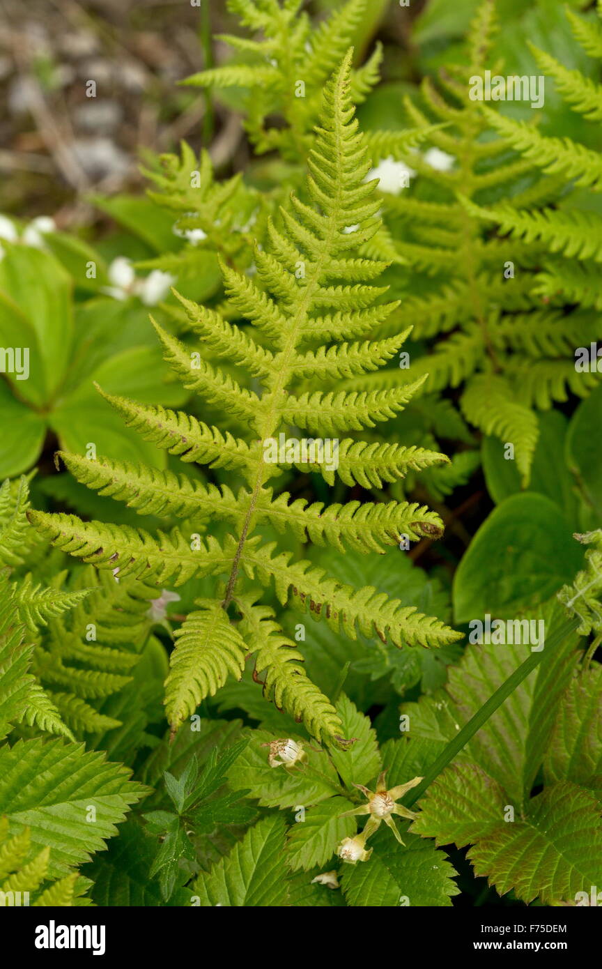 Buche-Farn oder lange Buche Farn, Wedel in feuchten Wäldern, Neufundland. Stockfoto