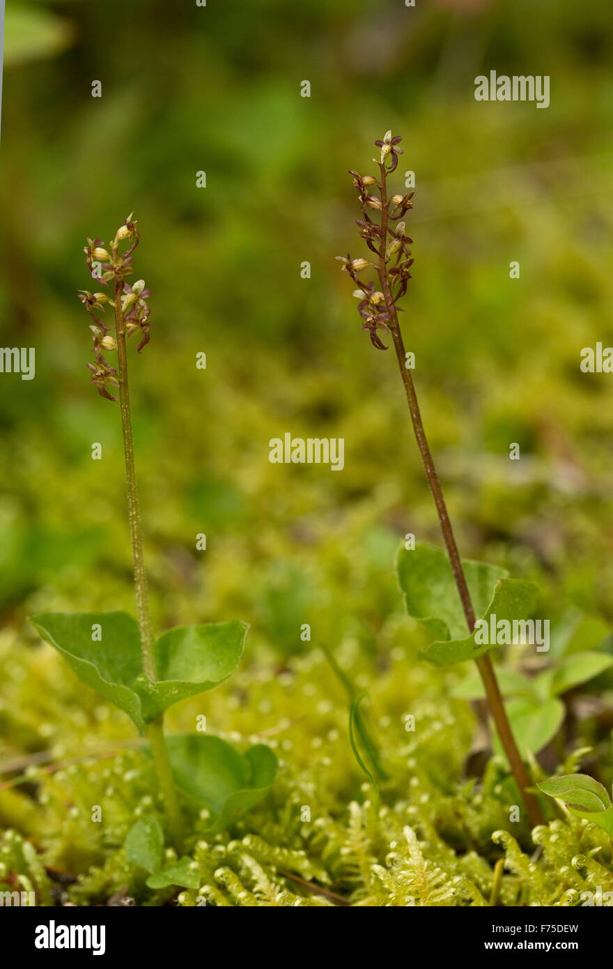 Geringerer Nestwurzen oder Herz-leaved Nestwurzen in Blüte auf Moos im Wald. Stockfoto