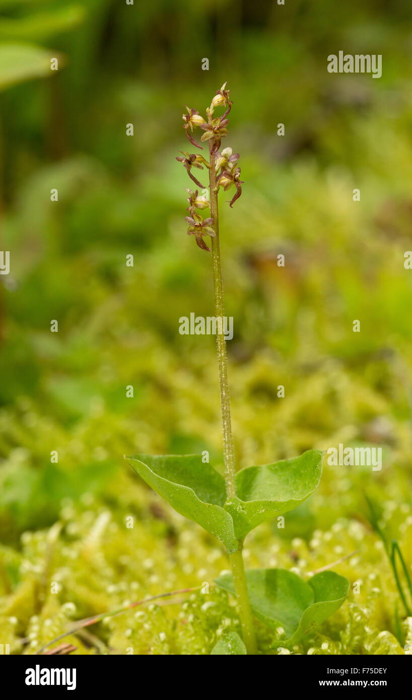 Geringerer Nestwurzen oder Herz-leaved Nestwurzen in Blüte auf Moos im Wald. Stockfoto