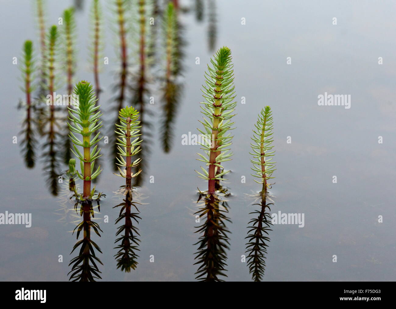 Stutenmilch-Tail in seichten See auf Kalkstein. Stockfoto