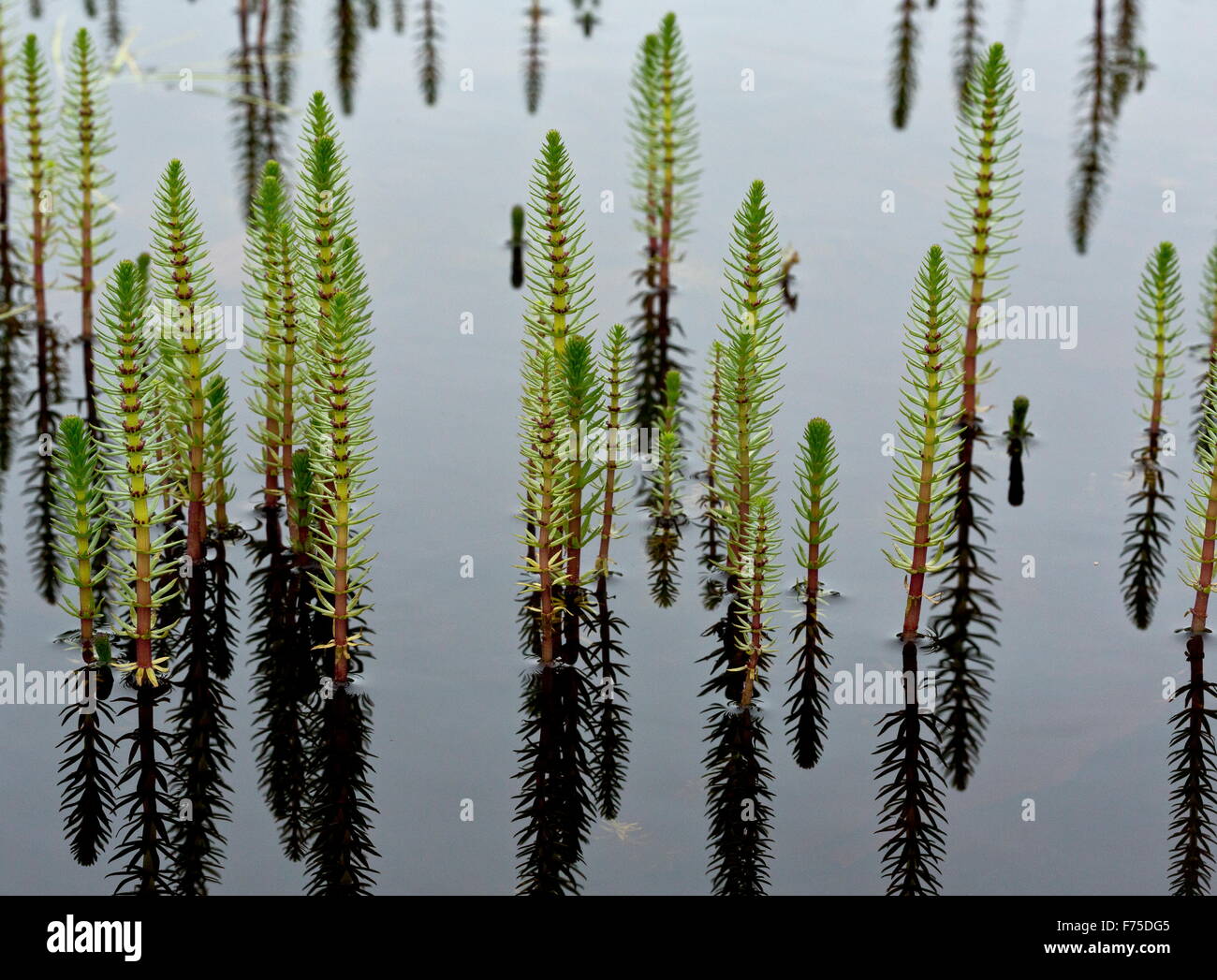 Stutenmilch-Tail in seichten See auf Kalkstein. Stockfoto
