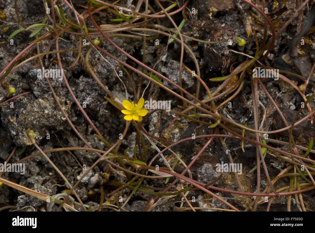 Creeping Spearwort, Ranunculus Reptans in feuchten Mulde. Sehr selten in Großbritannien. Stockfoto