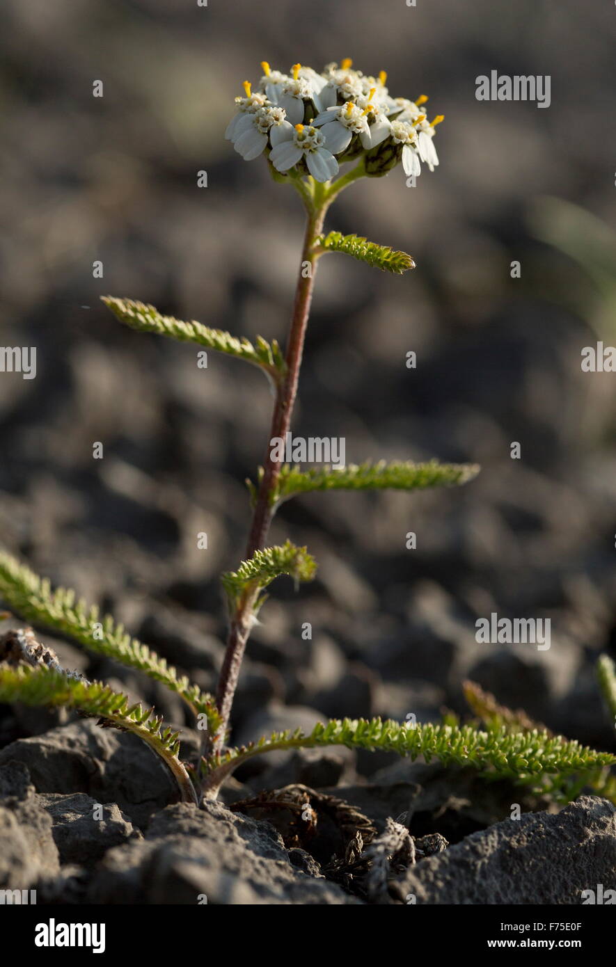 Gemeinsamen Schafgarbe in Blüte auf Kalkstein Brachland, Neufundland. Stockfoto