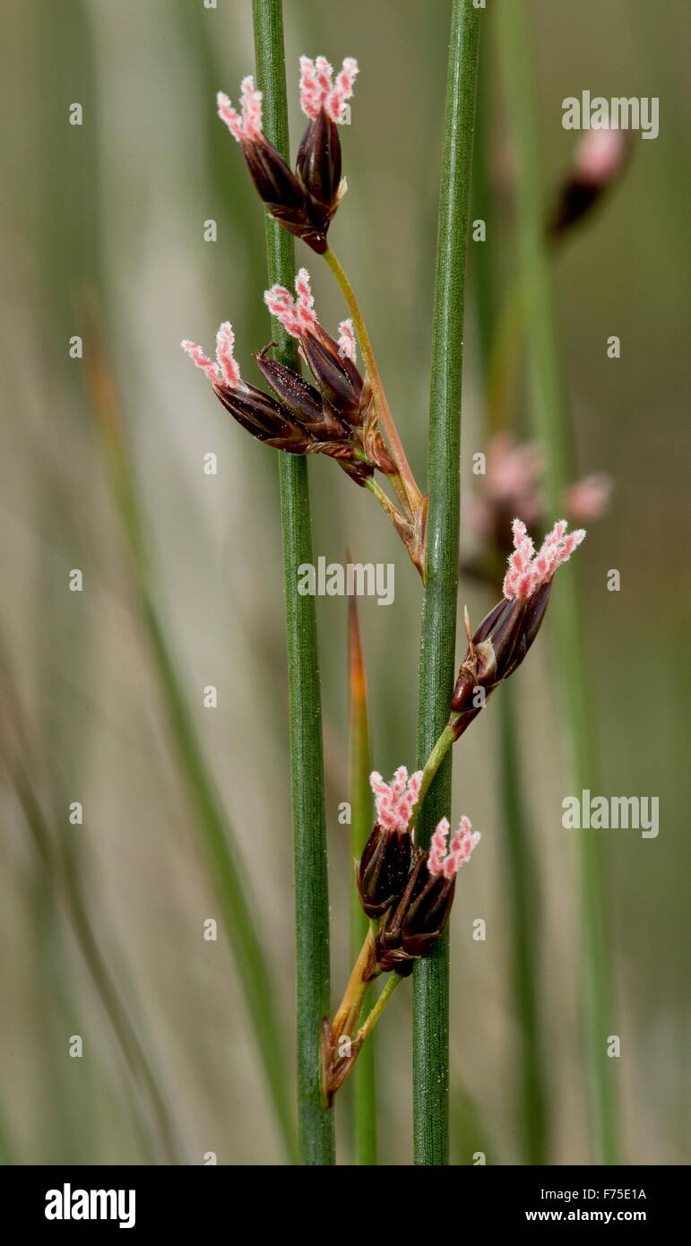 Ostsee-Rush in Blume zeige große rosa Styles. Stockfoto